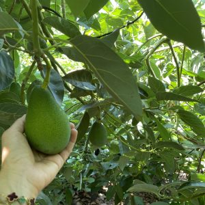 Avakado ( Clifton)