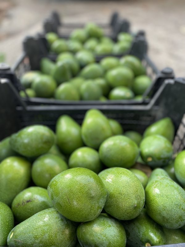 Avakado ( clifto)