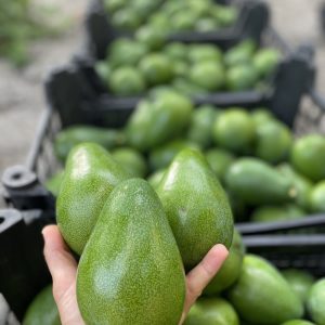 Avakado ( clifto)