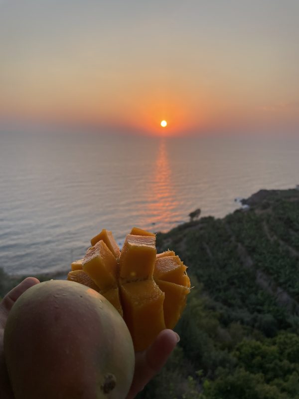Mango